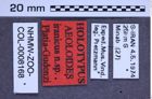 Etiketten zu Aeoloides iranicus (NHMW-ZOO-COL-0008168)